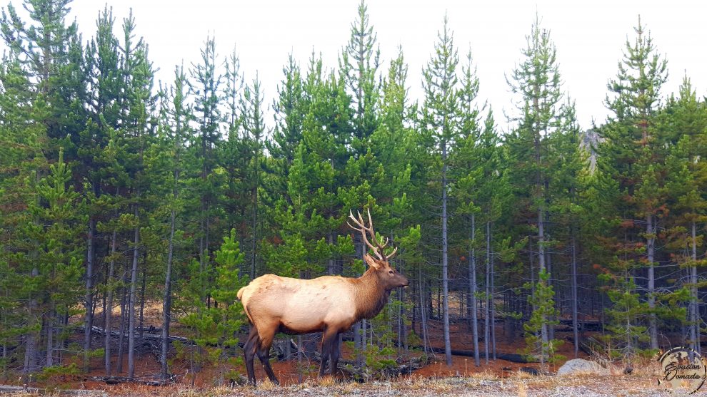 Cerf dans le Yellowstone National Park