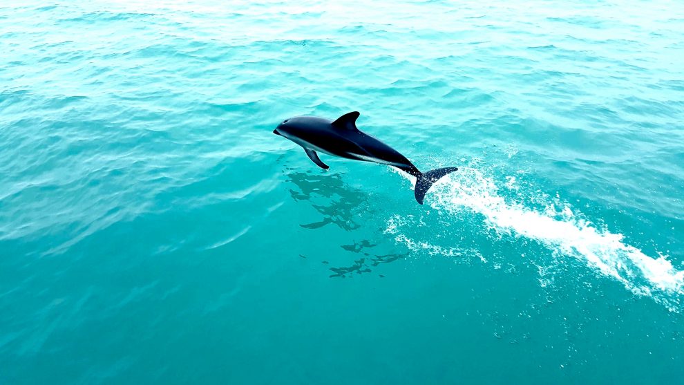 dauphins nouvelle-zélande