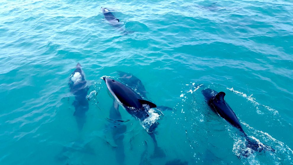 dauphins en nouvelle-zélande